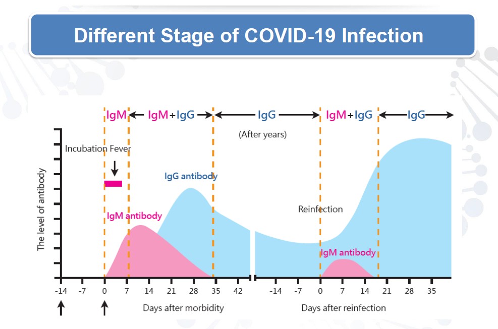 Covid 19 Infection Stages